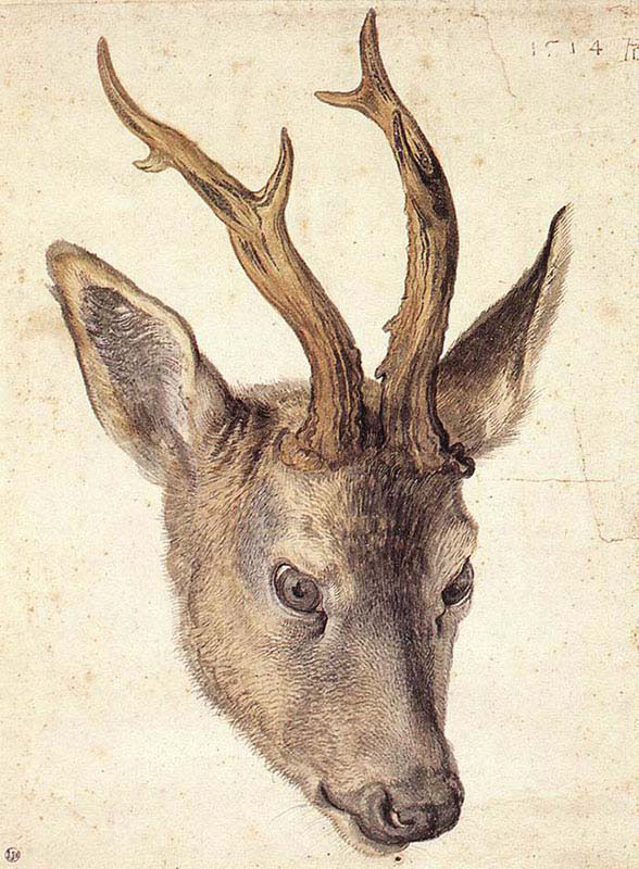 Head of a Stag